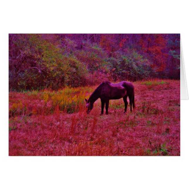 Horse in a Kaleidoscope Coloured Field (Front Horizontal)