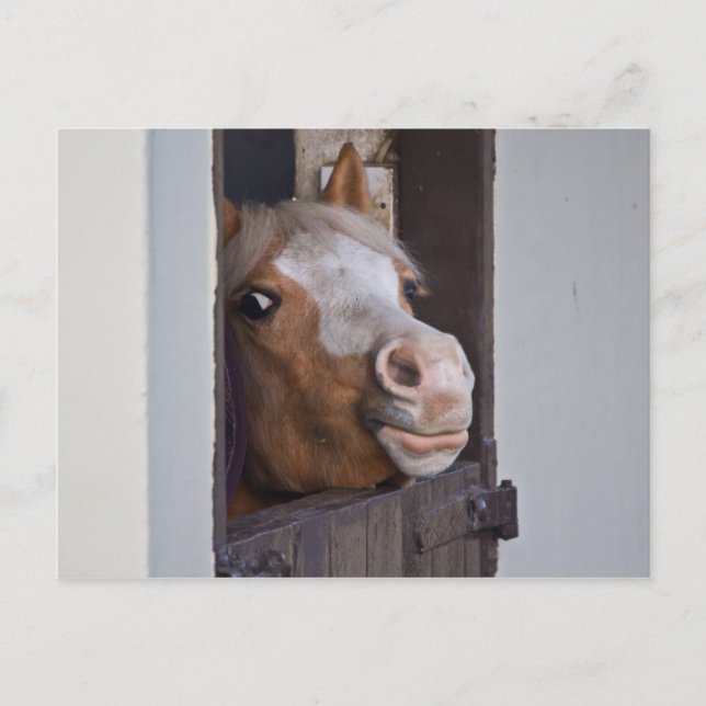 Horse in a Stable Postcard (Front)