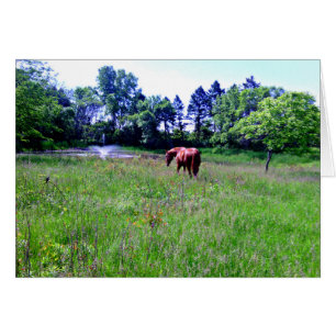 Horse in Beautiful Pasture