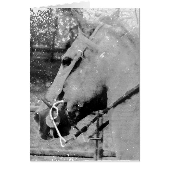 Horse in Black and White (Front)