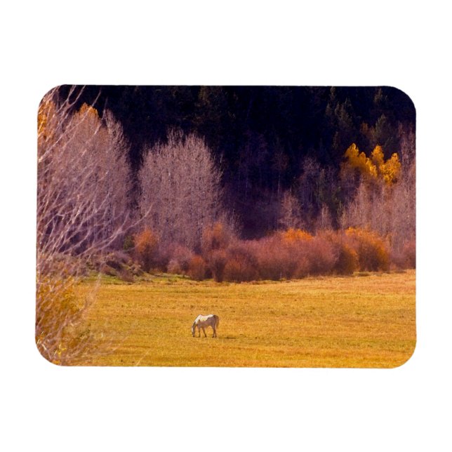 Horse In Fall I Magnet (Horizontal)