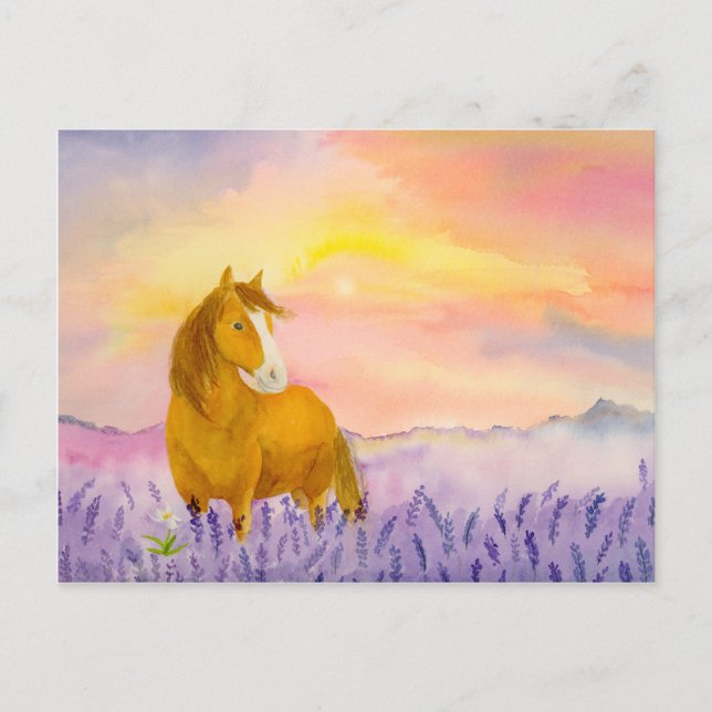Horse in Lavender Field During Sunset  Postcard (Front)