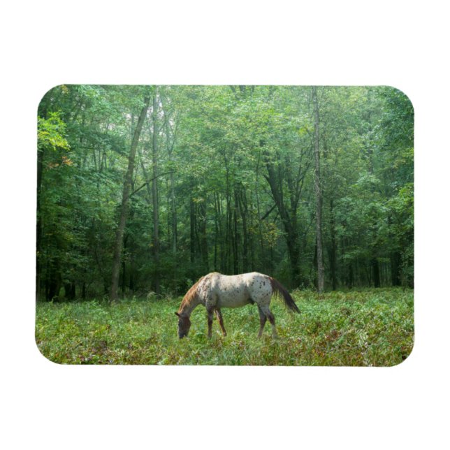 Horse in Meadow Magnet (Horizontal)