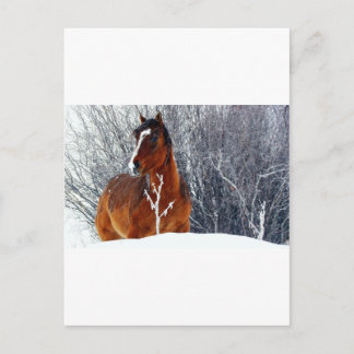 Horse in Snow Postcard