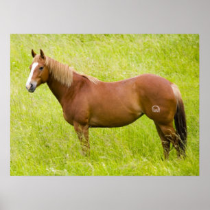 Horse in Spring Field Poster