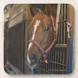 Horse in stall coaster