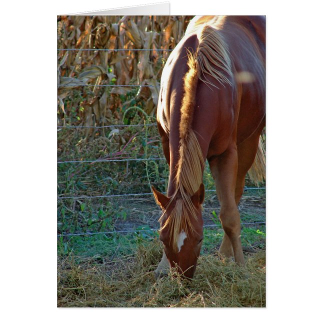 Horse in Sunset (Front)