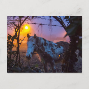 Horse in Sunset Irish Fog Postcard