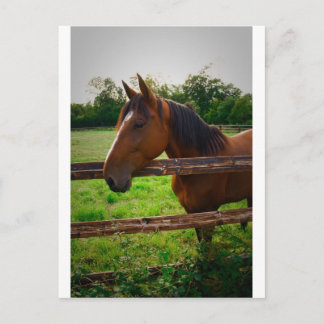 Horse in the field/ Un cheval dans le pré Postcard