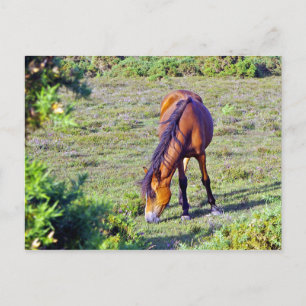 horse in the meadow postcard