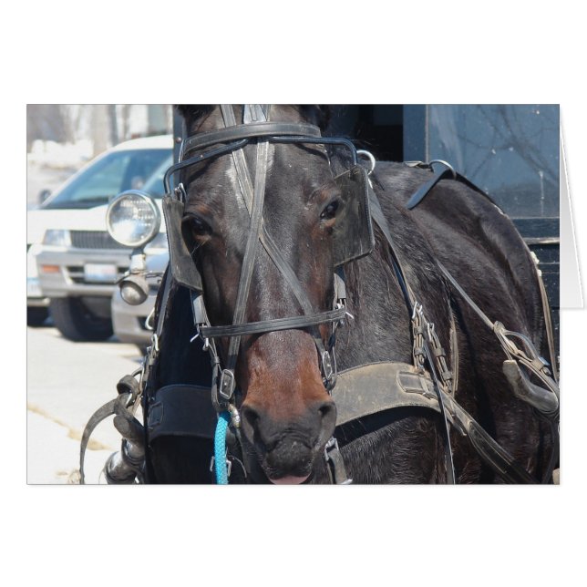Horse In The Parking Lot (Front Horizontal)