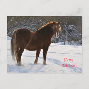 Horse in the snow Christmas Holiday Postcard