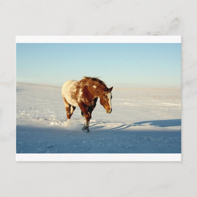horse in the snow postcard (Front)