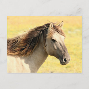 Horse in the wild postcard