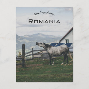 Horse in Vatra Dornei Romania Postcard