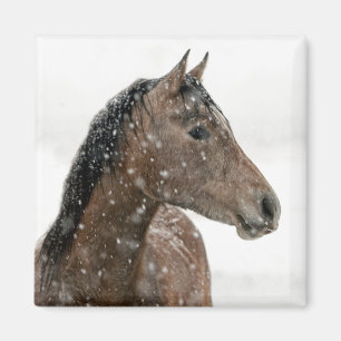 Horse in Winter Magnet