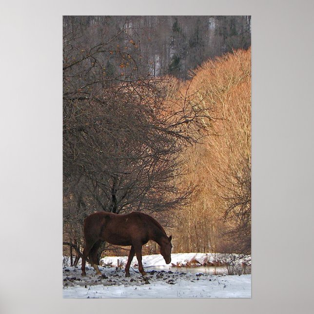 Horse in Winter Poster (Front)