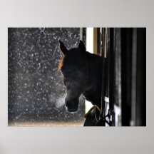 Horse in Winter