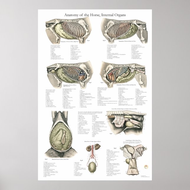 Horse Internal Anatomy Poster Chart (Front)