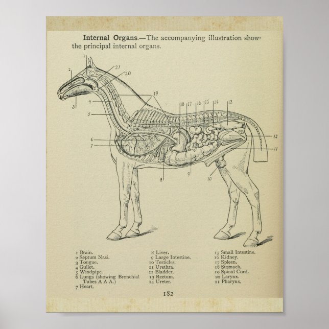 Horse Internal Anatomy Print (Front)