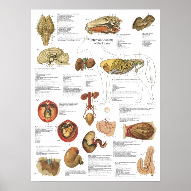 Horse Internal Organs Anatomy Brain Stomach Chart (Front)
