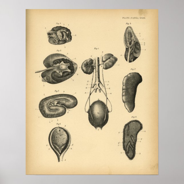 Horse Kidney Anatomy 1908 Vintage Print (Front)