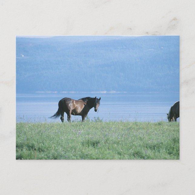 Horse, Lake, and Mountain Scene Postcard (Front)