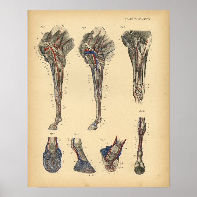 Horse Leg Foot Anatomy 1908 Vintage Print (Front)