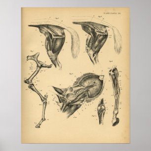 Horse Leg Muscle Anatomy 1908 Vintage Print