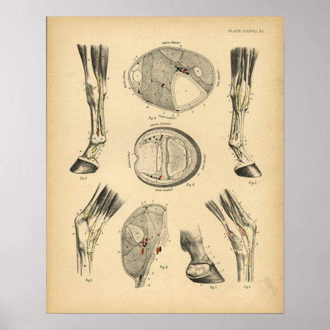 Horse Leg Tendons Anatomy 1908 Vintage Print (Front)