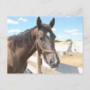 Horse Love Postcard