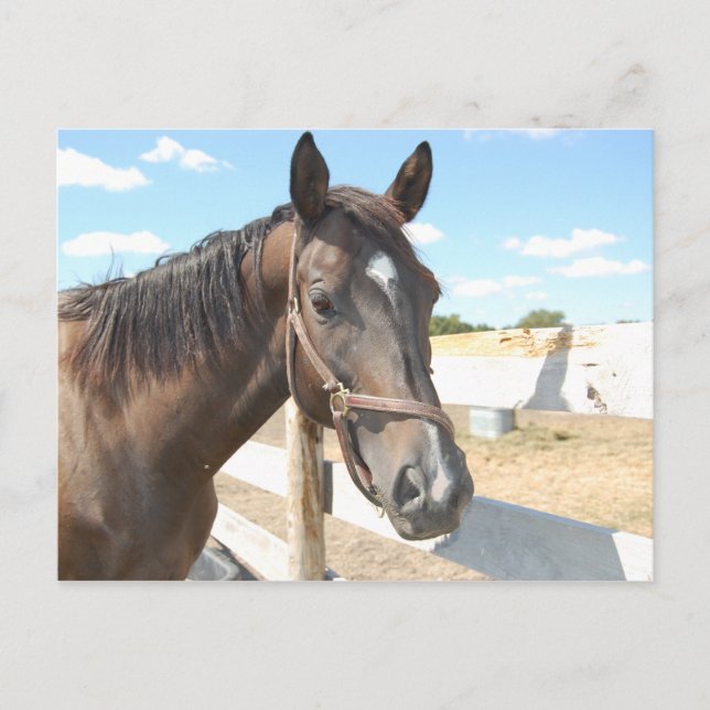 Horse Love Postcard (Front)