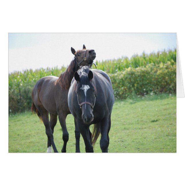 Horse Lovers (Front Horizontal)