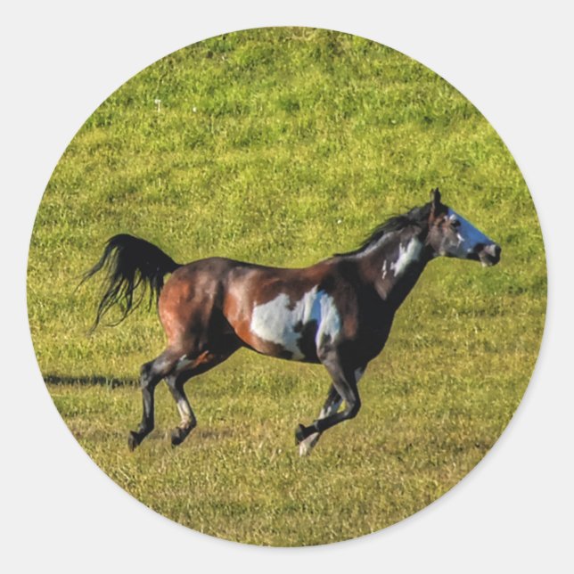 Horse-lover's Equine Photo on a BC Ranch Classic Round Sticker (Front)