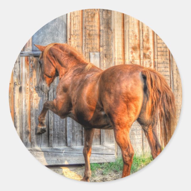 Horse-lover's Equine Photo on a BC Ranch Classic Round Sticker (Front)