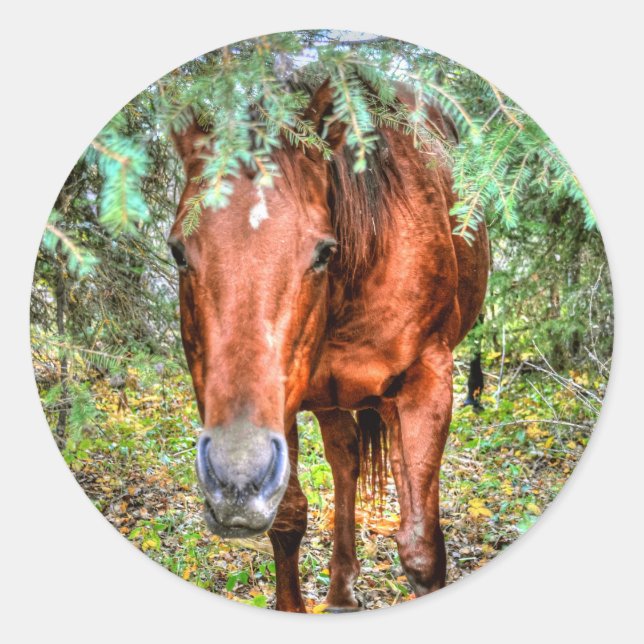 Horse-lover's Equine Photo on a BC Ranch Classic Round Sticker (Front)