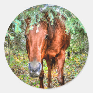 Horse-lover's Equine Photo on a BC Ranch Classic Round Sticker
