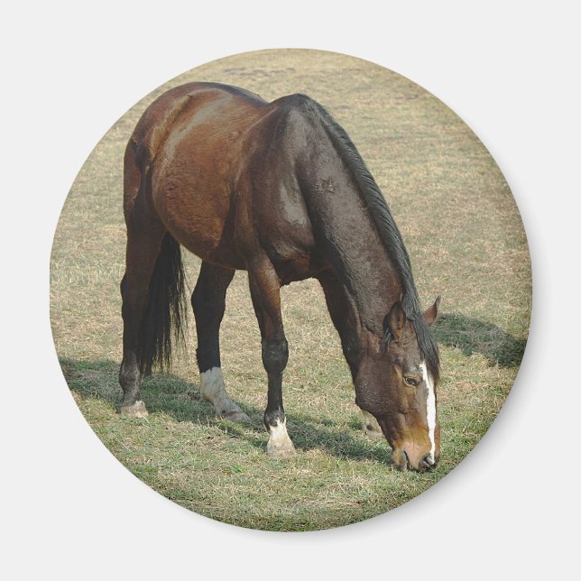 Horse - Magnet (Front)