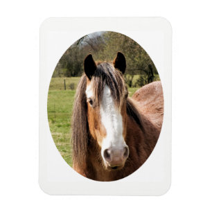 HORSE MAGNET