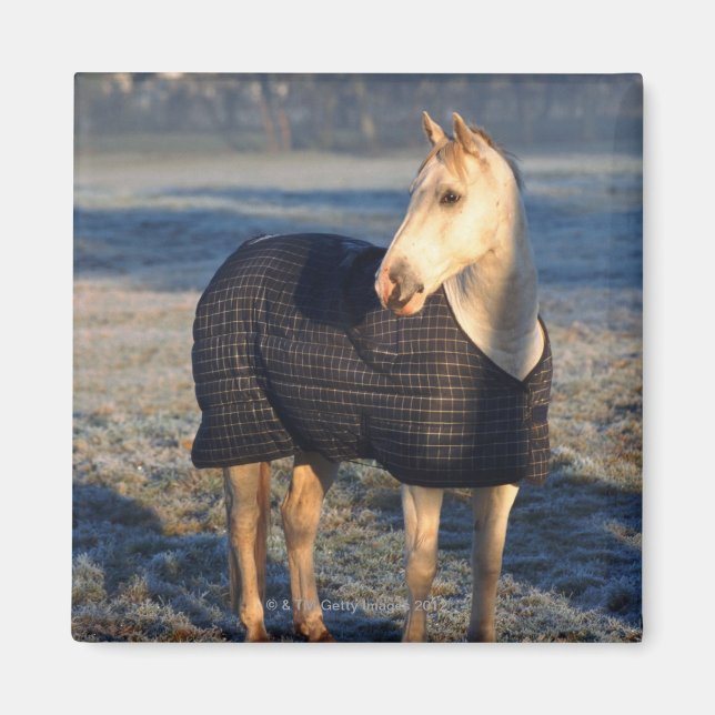 horse magnet (Front)