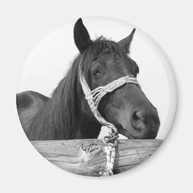 Horse Magnet (Front)