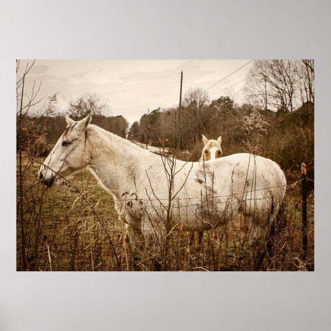 HORSE MAMA Poster (Front)