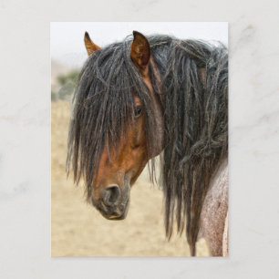 Horse Mane Postcard