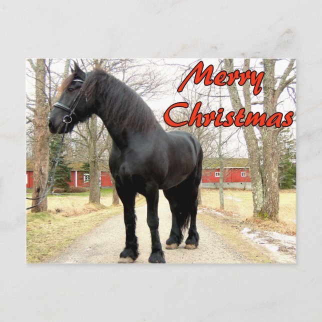 Horse Merry Christmas.jpg Holiday Postcard (Front)