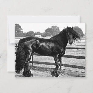 Horse modelling