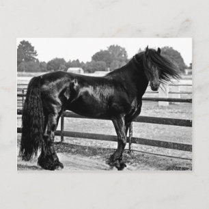 Horse modelling postcard