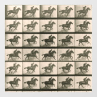 Horse Motion Vintage Photography