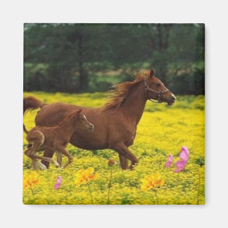 horse mum and baby magnet