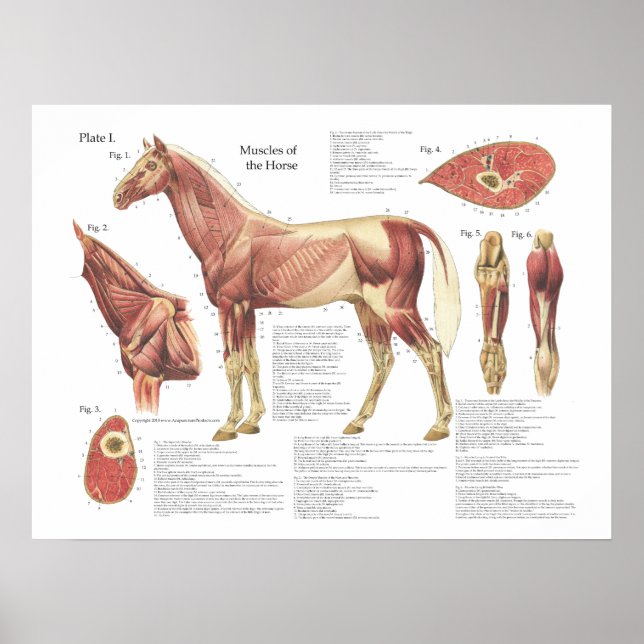 Horse Muscle Neck Shoulder Anatomy Chart (Front)
