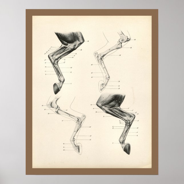Horse Muscles Leg Bones Veterinary Anatomy Print (Front)